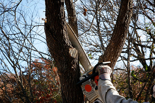 Best Tree Disease Treatment  in USA